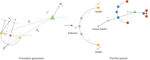 FlexNet: an open-formation configuration for cooperative herding in pursuit-evasion games with field of view interactions